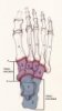 A.-Articulación de Lisfranc. B.-Articulación de Chopart.